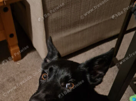 Kelpie