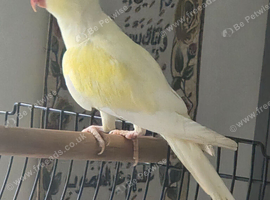 Yellow female ring neck &pound;300