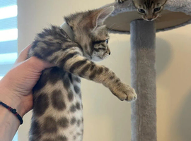 pure Bengal Kittens