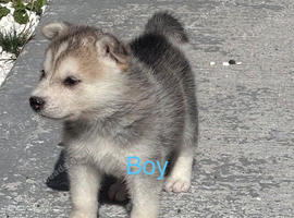 Husky x Alaskan malamute