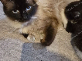 Adorable Ragdoll Mix kittens
