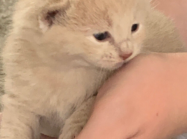 Beige shorthair
