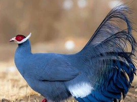 Blue ears pheasants