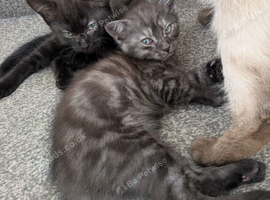 Two British kittens
