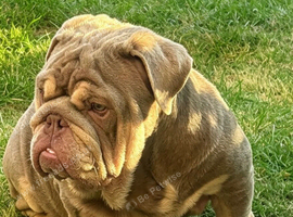 Stunning British Bulldog Lilac & Tan Male