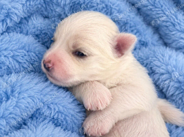 beautiful maltese