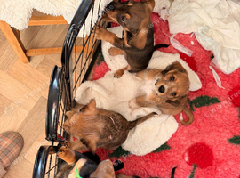 Miniature dachshund cross Cavachon