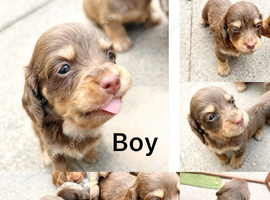Miniature dashhound long haired