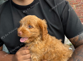 cockapoo