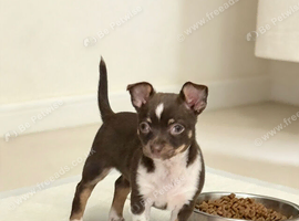 Chihuahua puppies
