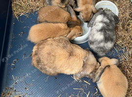 Gorgeous Mini Lop Babies Ready Now!
