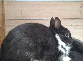 Buck Netherland dwarf