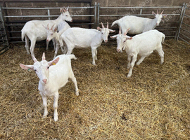 Cute super friendly Goats