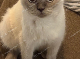 British shorthair female in neutered