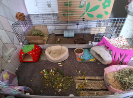 2 female guinea pigs with setup
