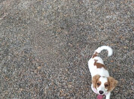 Female cockapoo