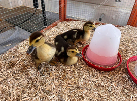 1 week old Muscovy ducklings Free to a good home