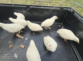 Button quails