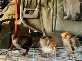 4 week old unsexed chicks