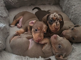 Dapple/Lilac/Blue eyed Dachshund puppies