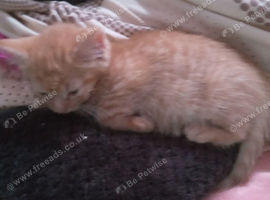 Ginger female kitten