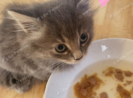 ** 2 FEMALE KITTENS  ️ FOR SALE **