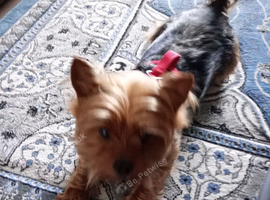 Wanted Yorkie female