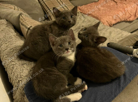 Three russian blue cross ragdoll kittens ready for their forever homes