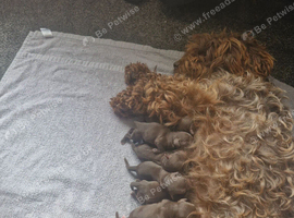 Extensively Health tested Gorgrous Toy cockapoo babies