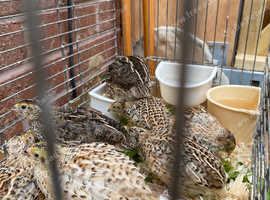 6 week old chicks