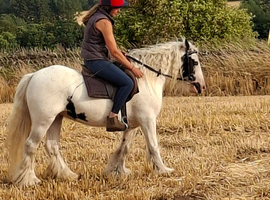 Kids pc pony/all-rounder