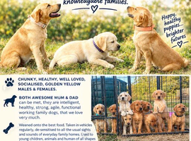 RKC REG'D GOLDEN YELLOW BEAUTIFUL LAB PUPS