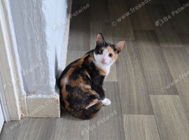 Calico girl