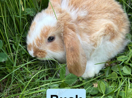 Adorable Mini Lop Babies