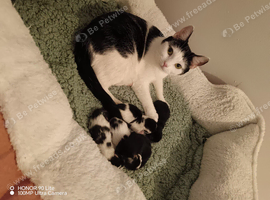 Beautiful baby girls for sale