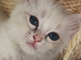 Rehome Full Stunning Ragdoll