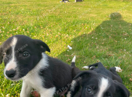 puppies for sale