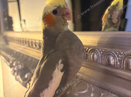 Baby cocktail