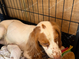 Our beautiful Girl - Stormy has had a beautiful litter of 8