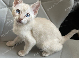 INTRODUCING OUTSTANDING ️️FINE FELINES