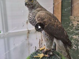 Male gos hawk 4 years old