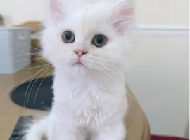 Beautiful white Persian male Kitten