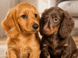 Miniature Long Haired female Dachshund puppies