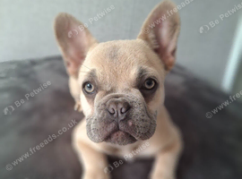 KC french bulldog pups