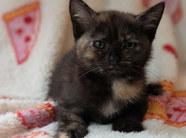 Pretty kittens, flead/wormed/litter trained/socialised/ happy and health  From &pound;80