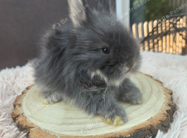 English Angora Babies for Sale