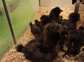12Silkie Chicks &pound;20 each.(8 weeks old)