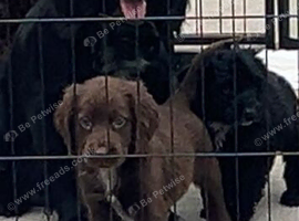 Cocker poo