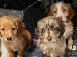 F1 Female Brown Merle Cockapoo Puppy