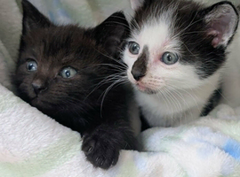 British Blue x kittens, flead/wormed/litter trained/socialised/   From &pound;80